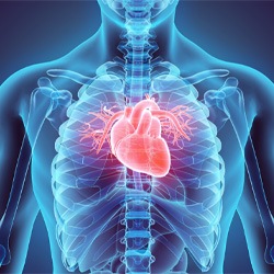 Digital illustration of a human heart in the body